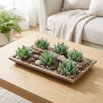Product Succulent Echeveria Ø6.5cm L11cm 6 pcs