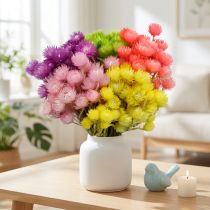 Product Dried Flowers African Daisies Straw Flowers Colored H42cm