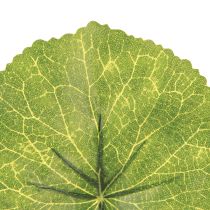 Product Galax Urceolata Leaves Artificial Green Ø10cm L23cm 12 pcs