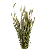 Product Barley grain decoration dry decoration natural 80cm bunch 1 piece
