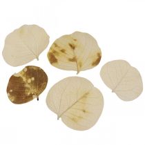 Product Dried Leaves Deco Moneta Dry Floristic Cream 100g
