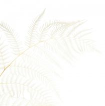 Product Dried fern decoration bleached Bracken fern H75cm 10 pcs
