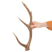 Product Kunst Antler Decor Rustic Polyresin Brown 50cm