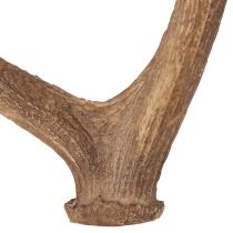 Product Kunst Antler Decor Rustic Polyresin Brown 50cm