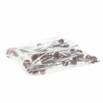 Product Glabrum Leucospermum Dried Flowers 25-40cm 25 pcs