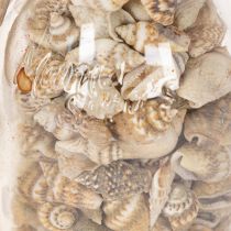 Product Set of 2 Glass Bottles with Seashells and Tags – 17cm Decorative Maritime Ornament