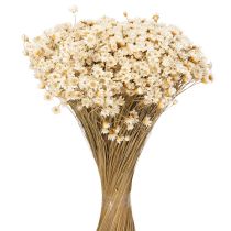 Product Dried flower bouquet, delicate blossoms for natural home decoration, 44cm