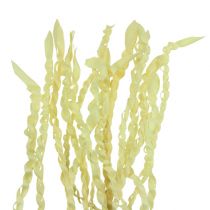 Product Gold tendril bleached 50 pcs
