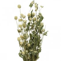 Dried Flower, Globe Amaranth, Gomphrena Globosa White L49cm 45g