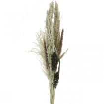 Dried grasses in a bunch Dry floristics Dry bouquet H70cm
