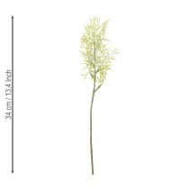 Product Ornamental asparagus branch, natural addition to flower bouquets, 34cm, 7 pieces