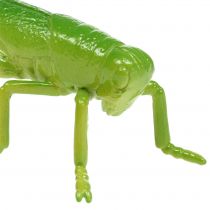 Product Grasshopper Green 11cm 1pc