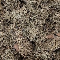 Product Natural Grey Moss for Crafting and Home Decoration 500g