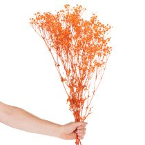 Product Orange Gypsophila Dried Flower Bouquet 75cm 100g for Indoor Decoration