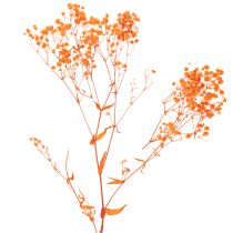Product Orange Gypsophila Dried Flower Bouquet 75cm 100g for Indoor Decoration