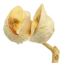 Product Hakea medium 5-9 heads per branch bleached 25 pcs