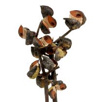 Product Hakea medium natural 5-9 heads per branch 20 pcs