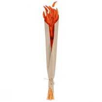 Product Orange hare's tail grass dried flower decoration 50-60cm 50g - Velvety Lagurus for table decoration & crafting