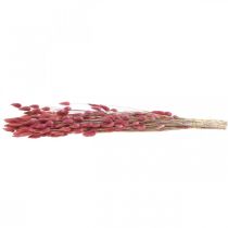 Product Rabbit's Tail Grass (Lagurus) Dried Light Pink 60cm 50g Dried Flower Decoration Artificial Boho Wedding
