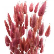 Product Rabbit Tail Grass Lagurus Dried Light Pink 60cm 50g