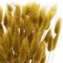 Product Rabbit Tail Grass Lagurus Dried Olive 60cm 50g