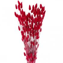 Product Rabbit Tail Grass Lagurus Dried Red 60cm 50g