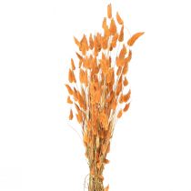 Product Hare&#39;s Tail Grass Lagurus Dried Apricot 55-60cm 50g