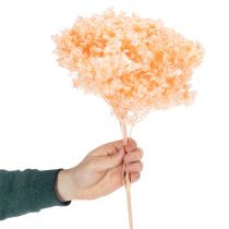 Product Hydrangea dried flower bouquet for elegant floral decorations at home, 65cm