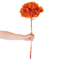 Product Preserved Hydrangea 60cm Long Stem Dyed in Orange