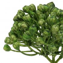 Product Hydrangea bud pick 22cm green 12pcs
