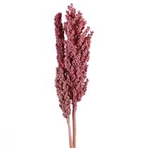 Indian Corn Dried Flowers Indian Corn Pink 75cm 3pcs