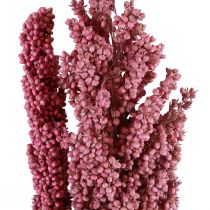 Indian Corn Dried Flowers Indian Corn Pink 75cm 3pcs