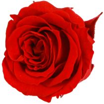 Product Infinity Roses Real Flowers Mini Rose Heads Red Ø3cm 16 pcs