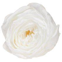 Product Infinity Roses Real Preserved Rose Heads White Ø6cm 6 pcs