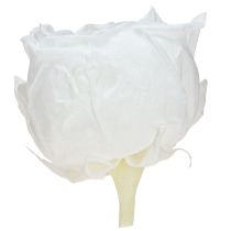 Product Infinity Roses Real Preserved Rose Heads White Ø6cm 6 pcs