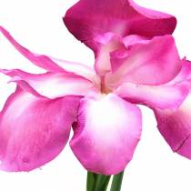 Product Artificial Iris Pink 78cm