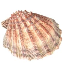 Product Real scallops natural – maritime flair natural 1 kg