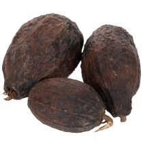 Product Cocoa fruit, natural, 10-18cm, 15 pieces
