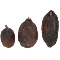 Product Cocoa fruit, natural, 10-18cm, 15 pieces
