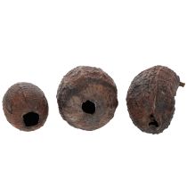 Product Cocoa fruit, natural, 10-18cm, 15 pieces