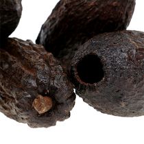 Product Cocoa fruit natural 10-18cm 15 pcs