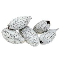 Cocoa fruits washed white 15St
