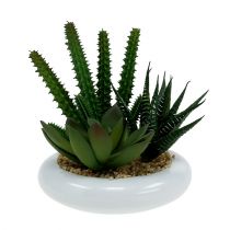 Cactus in pot Ø12cm 1pc