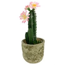 Cactus in pot with blossom Rosa H 21cm