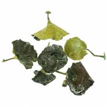 Product Kalix Mushroom Green, White Washed 100 pcs