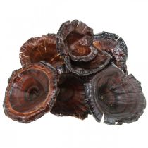 Product Kalix Mushroom Natural Lacquered Dry Mushrooms Decoration Large 50pcs