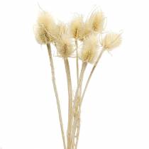 Teasel thistle bleached 8 pcs