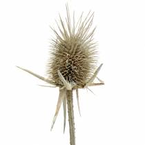 Product Wild cardoons washed white natural decoration 1kg