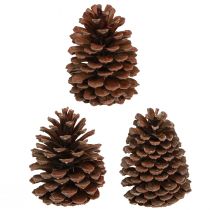 Product Pine cones Pinus Maritima maritime pine cones decoration 12-13 cm 3 pieces