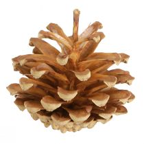 Product Pine cones Scots pine Pinus sylvestris H3–5cm 1kg